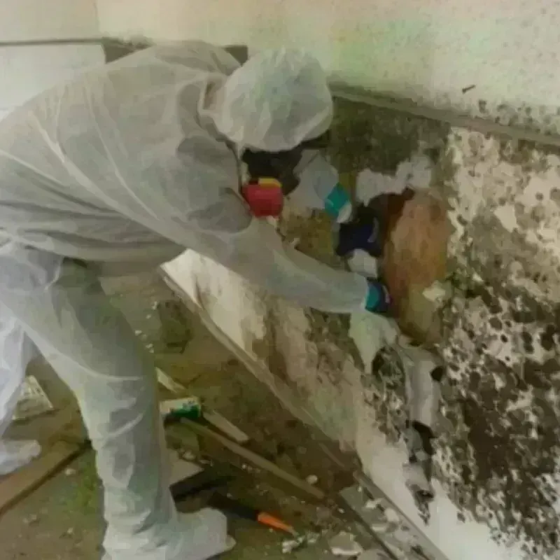 Mold Remediation and Removal in Faribault, MN